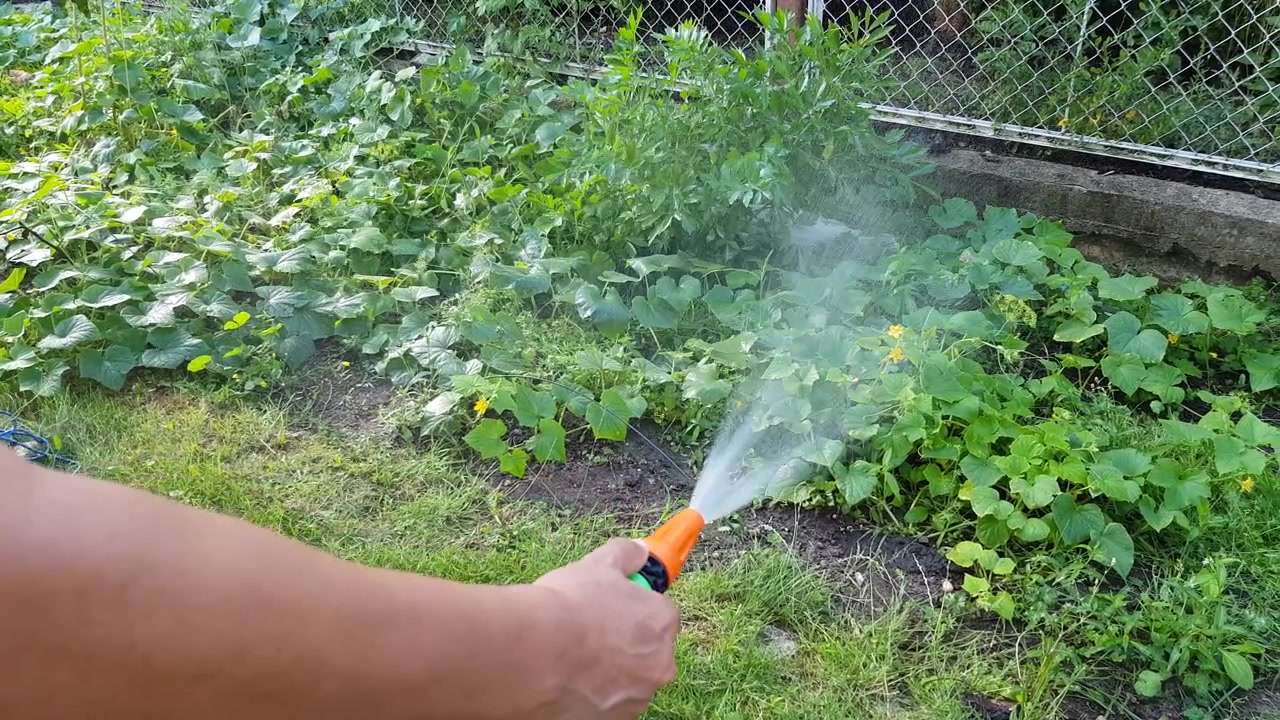 Un uomo che annaffia i cetrioli con una canna da giardino in un orto biologico verde e soleggiato