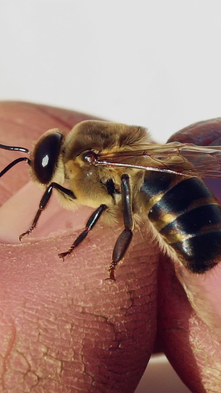 Bee on a man's hand. Apiary concept. Slow motion. Vertical video