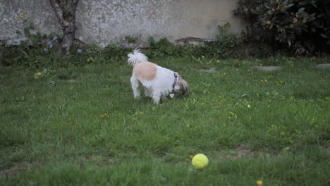 Beautiful-white---brown-Shih-Tzu-chilling---smelling-grass