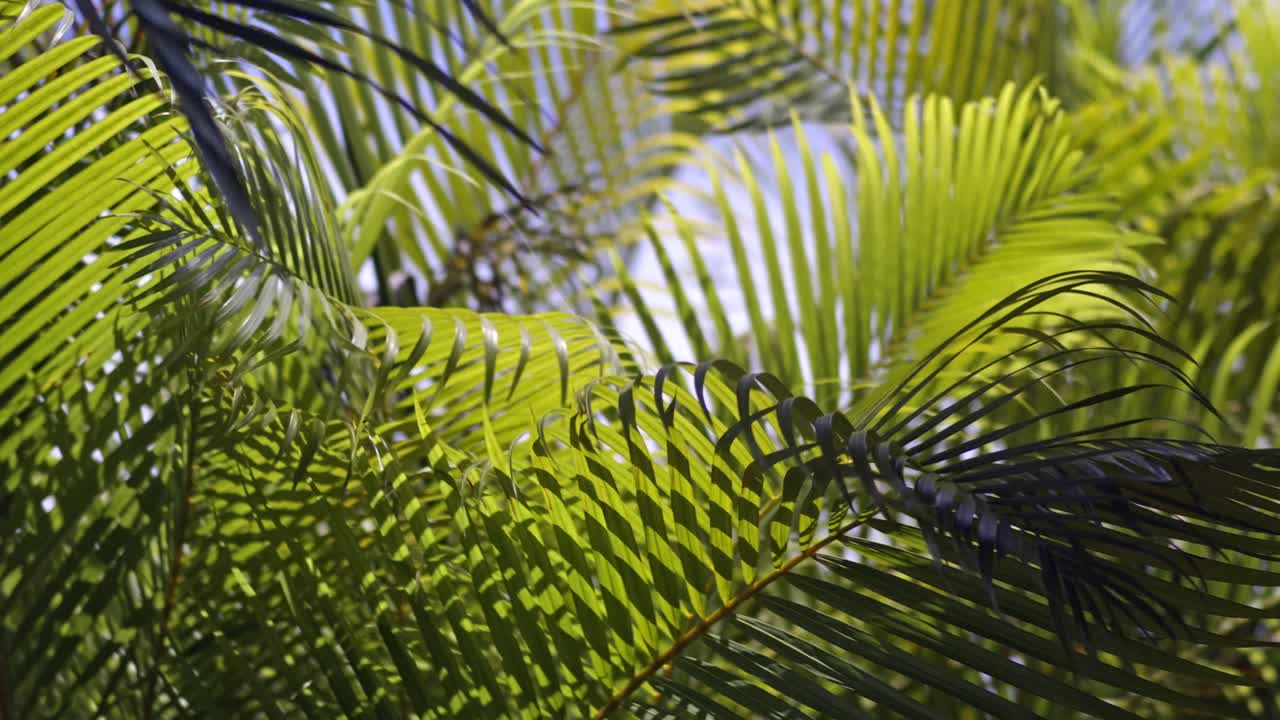 hojas de palma a la luz del sol