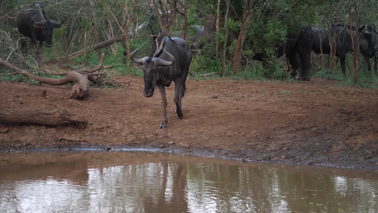 Wildebeest and Rhinos in bush near African pond, one Gnu drinks water