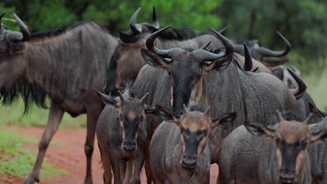 wildebeest herd in the rain