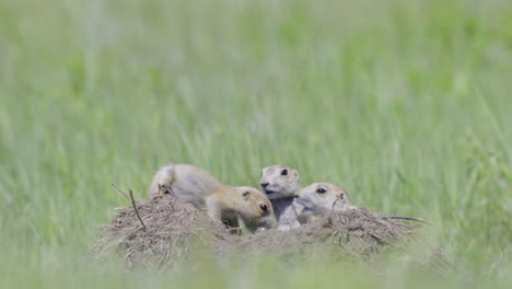 Schwarzschwanz-Präriehund-Jungtiere-Spielen-Am-Eingang-Des-Baus