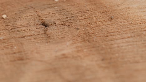 cross section of a very old tree with countless tree rings demonstrative of age. large circular piece of wood cross section with concentric tree ring texture pattern and cracks