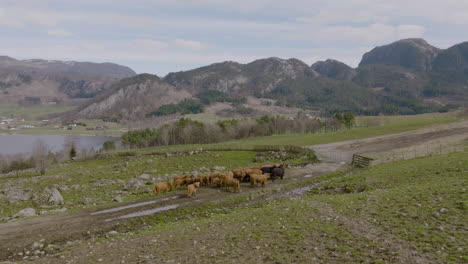 aerail-drone-pushes-in-on-herd-of-highland-cattle-grazing-in-rocky-field,-pasture