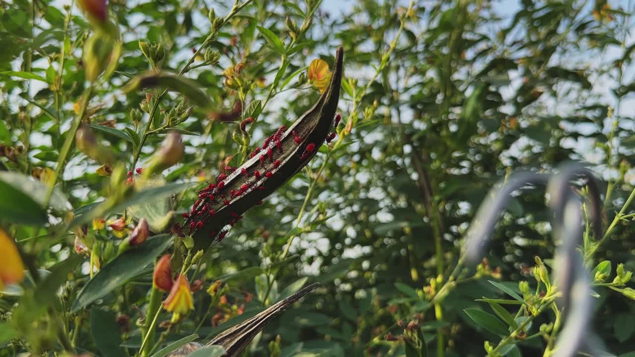 Un campo lungo di baccelli di gombo essiccati circondati da lussureggianti piante di Toor daal verdi e delicati fiori gialli, che crea una scena naturale di una fattoria sotto la calda luce del giorno