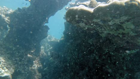 a pufferfish swims between corals