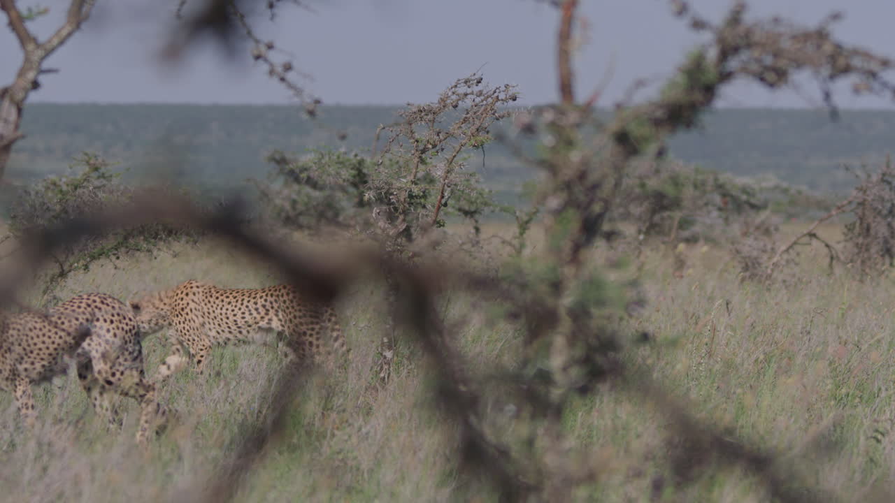 Cheetahs Walking Through Tall Grass in African Savanna