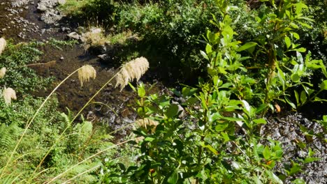 top down shot of green leaves of plants and tranquil flowing stream in the valley during sunny summer day - whirinaki rainforest,north island of new zealand