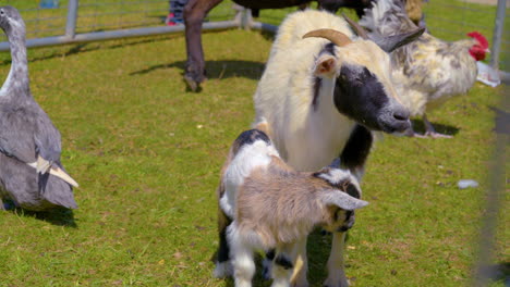Goats-enjoying-the-petting-zoo