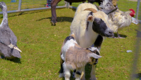 Cabras-Disfrutando-Del-Zoológico-Interactivo