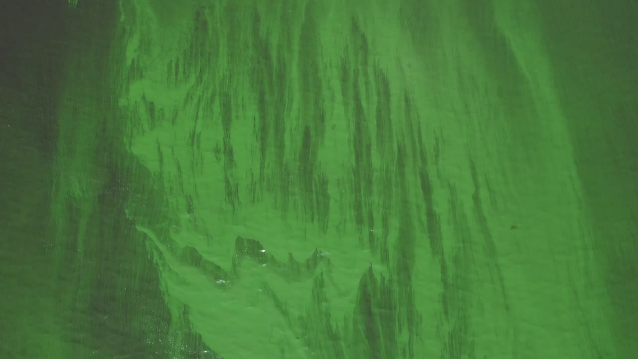 플로리다주 오키초비 호수에서 자라는 조류의 훌륭한 공중 촬영