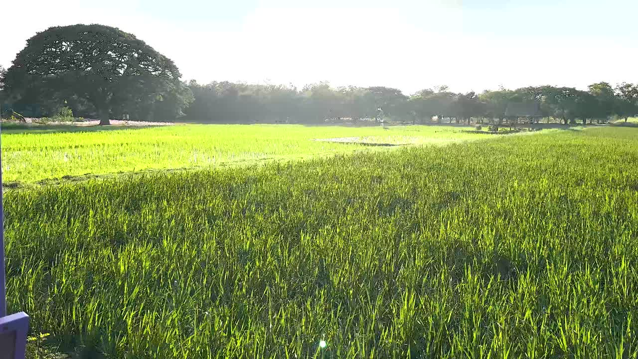 밝은 하늘 아래의 울창한 초록색