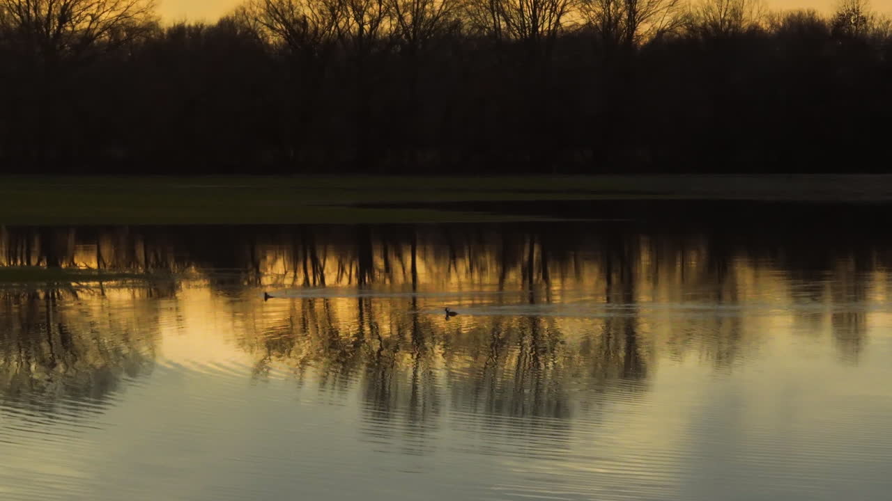 Swan gliding on water at sunset with trees reflecting in calm river at Loosahatchie Park, TN