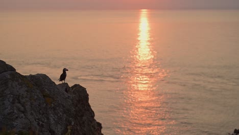 orange sunset puffin in coastal scenery, atlantic puffins perched on rocks, perching at the top of cliffs with orange ocean sea water and coastal scenery on skomer island, uk birdlife and birds