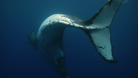 a graceful humpback whale covered in scars swims and plays in the ocean - underwater first person view