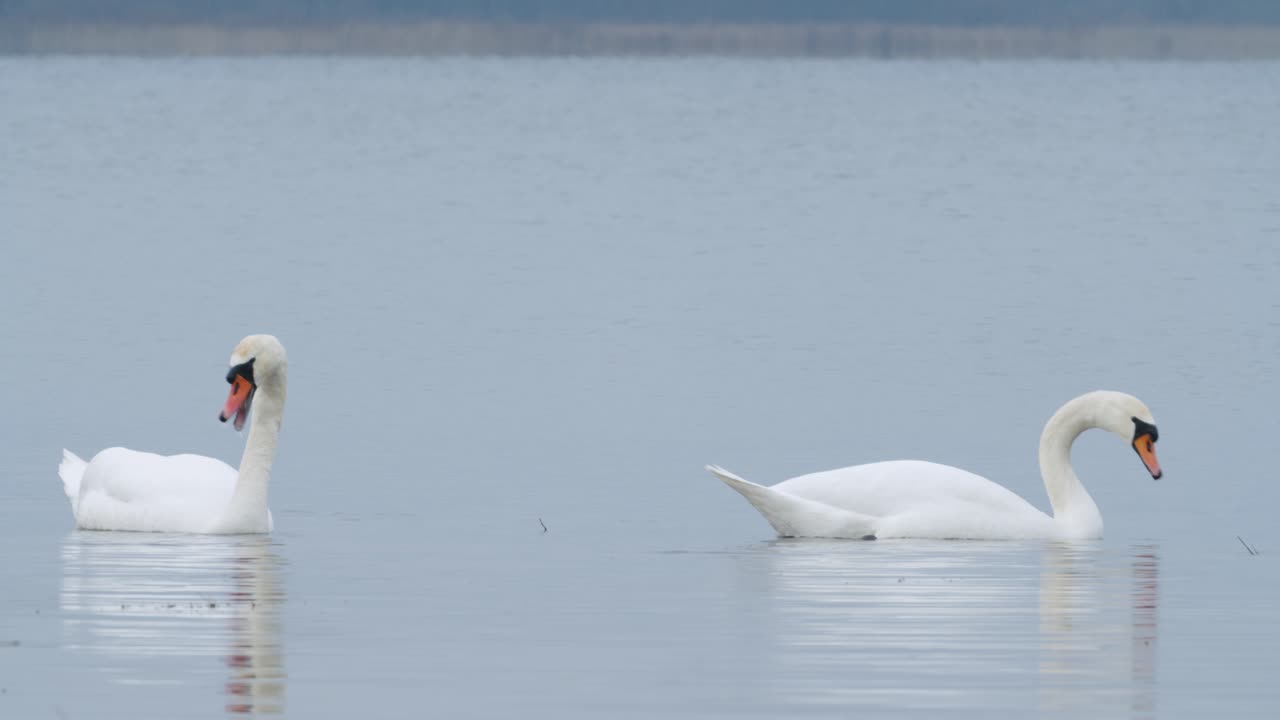 cisne mudo salvaje comiendo hierba primer plano submarino en día nublado