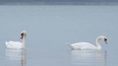 Wild-mute-swan-eating-grass-underwater-closeup-in-overcast-day