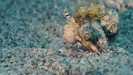 hermit crab. runs away. red sea.