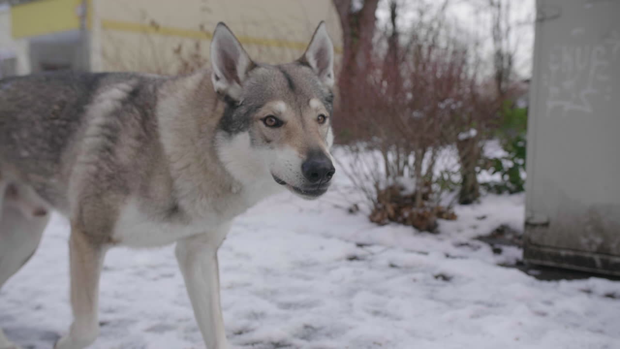 Male wolf walking and howling on snowy path in urban area, slow motion
