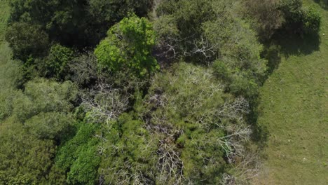 Vista-Aerea-De-Arboles-En-La-Llanura