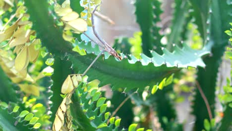 una vista detallada de cactus verdes vibrantes con la luz del sol filtrándose a través, capturada en un mercado flotante en bangkok