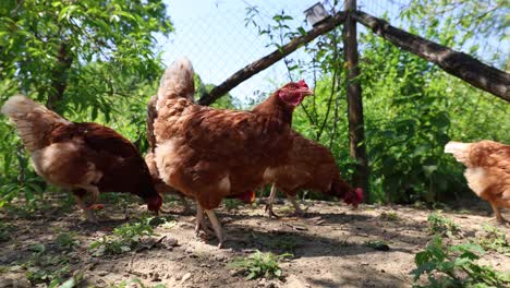 Viele-Rote-Hühner-An-Einem-Sommertag-Im-Dorf