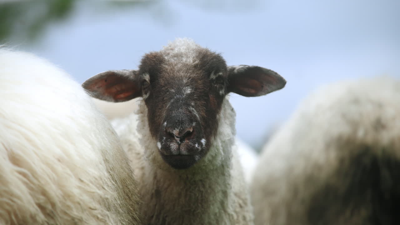 Black sheep portrait standing on a sunny day in the flock with big black ears and nose. A lot of wool on its back.