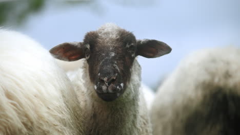 black sheep portrait standing on a sunny day in the flock with big black ears and nose. a lot of wool on its back.