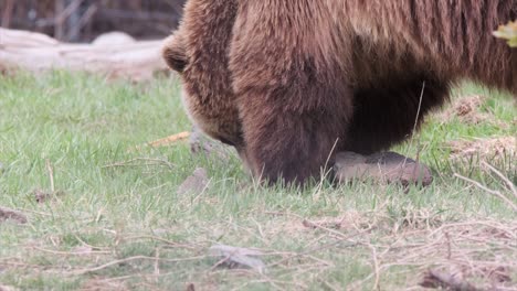 l'ours grizzli dans l'herbe des prés ombragés déterre l'essaimage actif de la fourmilière