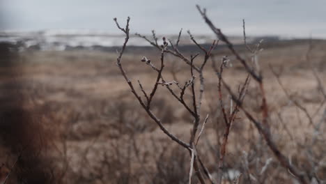 winter branches in a cold landscape