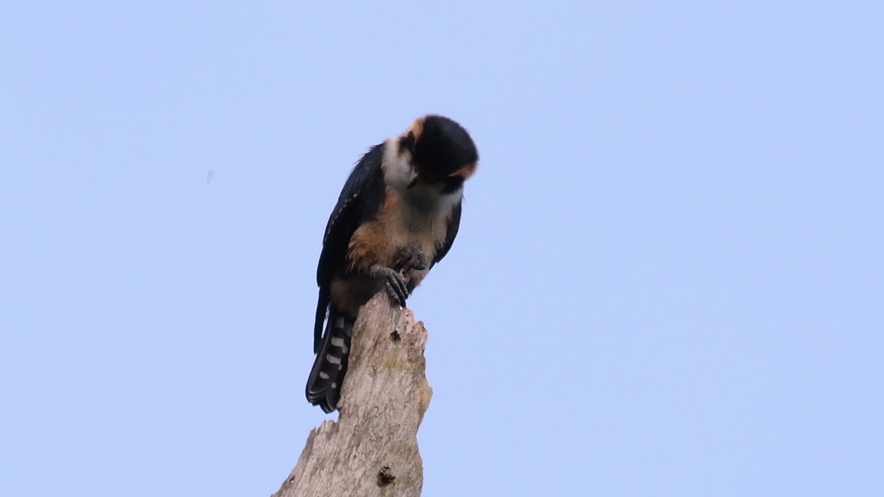 el falconet de muslo negro es una de las aves rapaces más pequeñas que se encuentran en los bosques de algunos países de asia