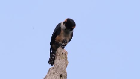 el falconet de muslo negro es una de las aves rapaces más pequeñas que se encuentran en los bosques de algunos países de asia