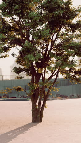 lone tree standing in sandy desert