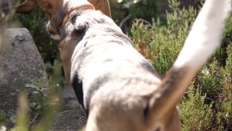 slowmotion of a dog jump in the middle of the mountain in sintra, portugal