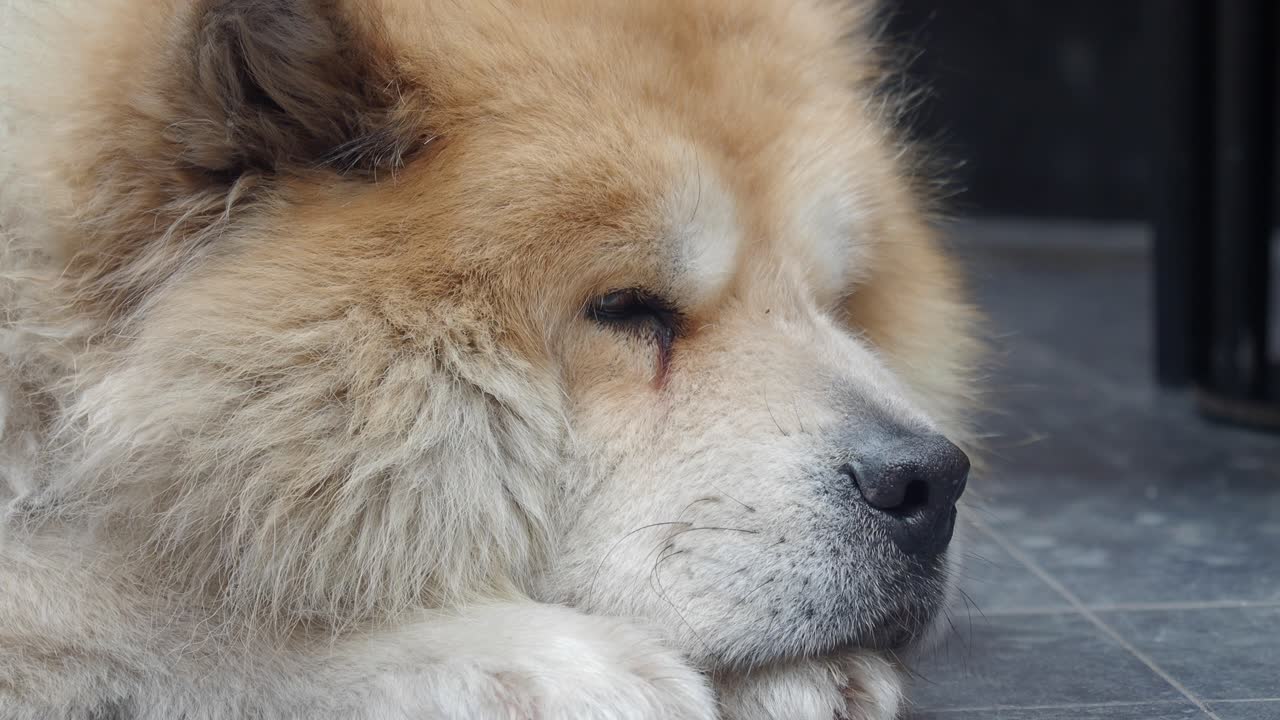 잠자는 차우 차우