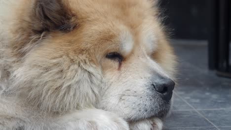 chow chow durmiente