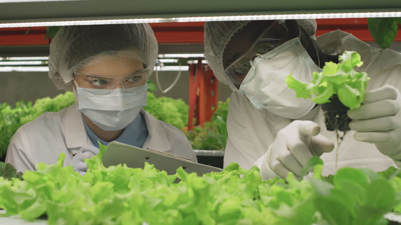 Agroengineers Examining Lettuce Seedlings