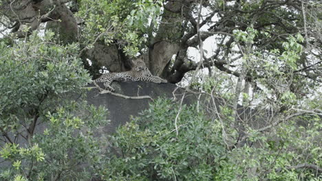 Junger-Männlicher-Leopard-Auf-Einem-Felsen-Neben-Einem-Baum-Niedergelegt