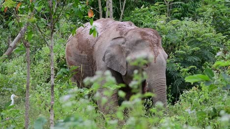 the asiatic elephants are endangered species and they are also residents of thailand