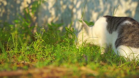 gato salvaje gris blanco buscando presa en el césped junto a la carretera