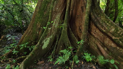 very old tree trunk and roots, surrounded by tropical plants, in a rainforest