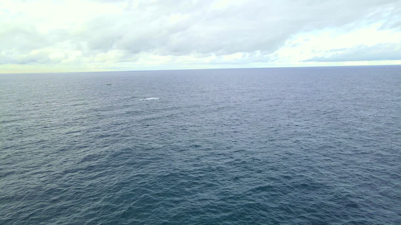 멀리 혹등고래가 침입하는 잔잔한 푸른 바다의 공중 전망 - 호주 뉴사우스웨일즈의 본다이 해변