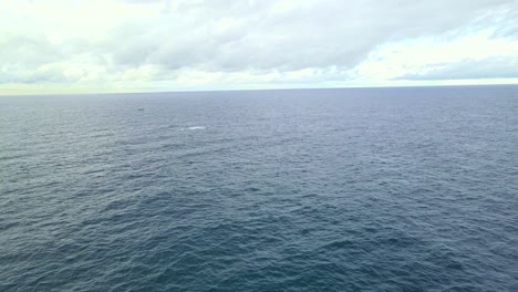 vista aérea del mar azul en calma con la ballena jorobada saltando en la distancia - playa de bondi en nsw, australia