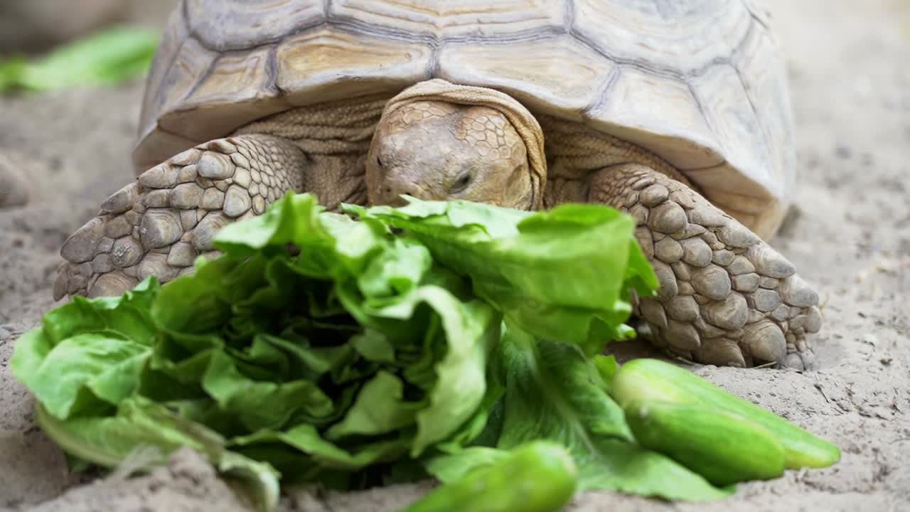 una tortuga comiendo su pepino y disfrutando de su comida, primer plano en 50fps