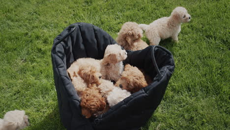 un montón de pequeños cachorros marrones en una bolsa de viaje