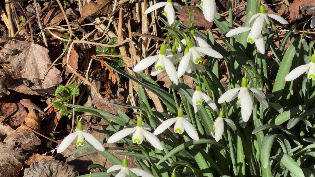 Honey bee gathering nectar from blooming snowdrops among dry leaves on a sunny spring day