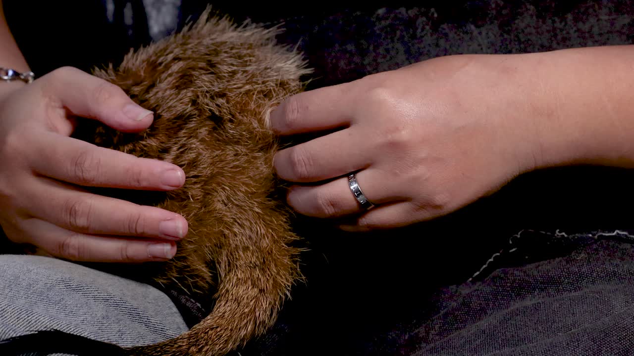 Close-up shot of hands stroking a meerkat's fur, providing care in a dark indoor setting