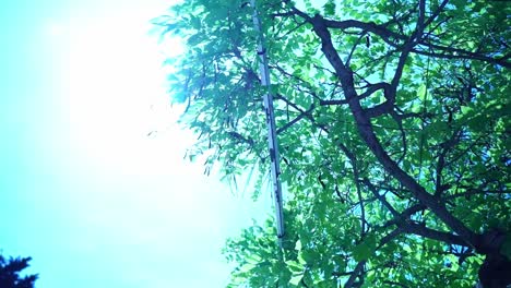 Blätterdach-Eines-Baumes-In-Frankreich,-Durch-Das-Die-Sonne-Scheint