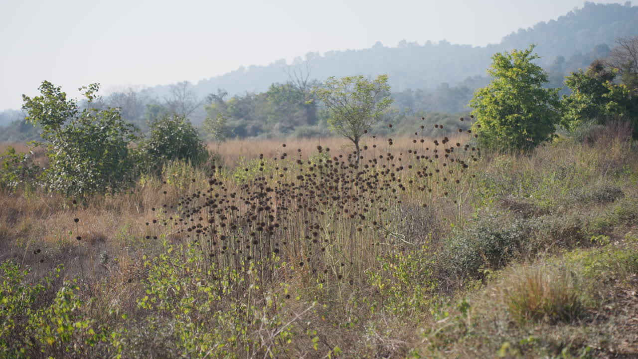 野生の公園にある乾燥したシシウドの種の頭、穏やかな自然の風景